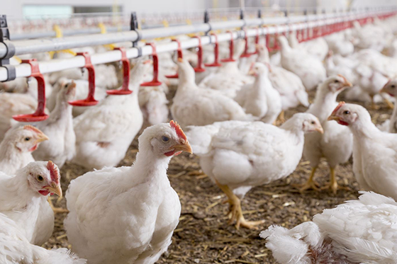 poultry - new phytase sources