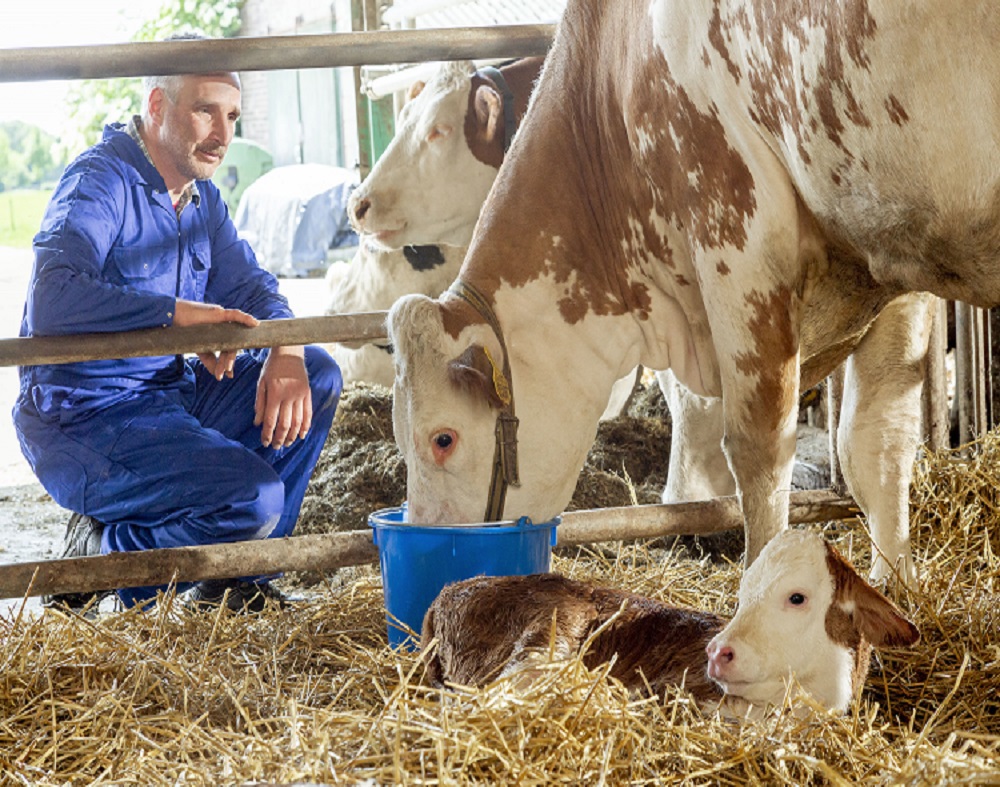 Feeding Reviva after calving will boost your cows’ vitality