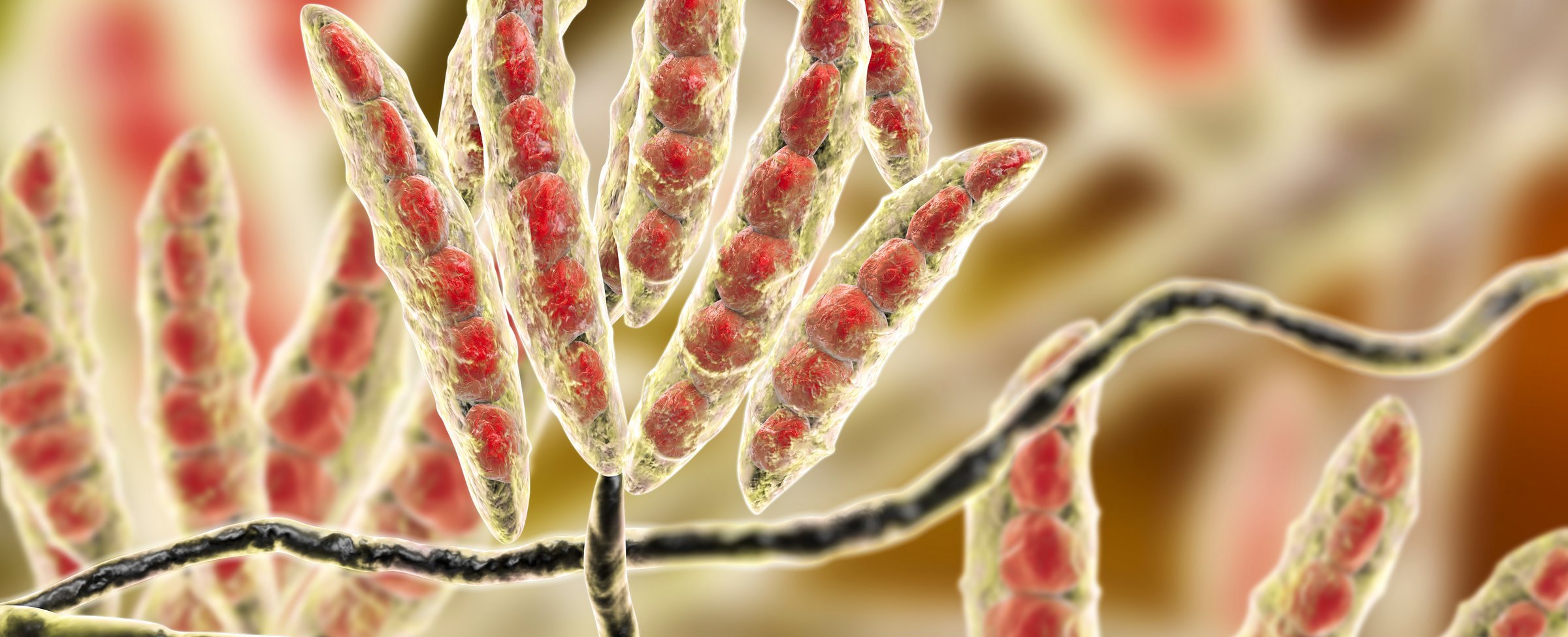 Mycotoxin Risk Management