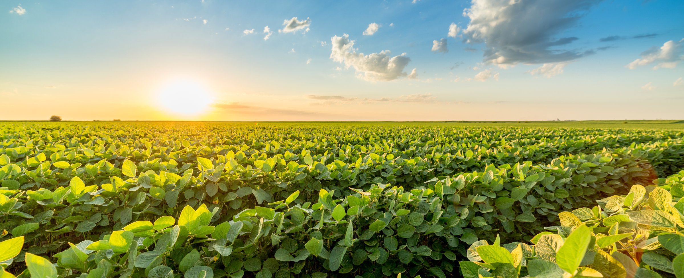 Safe feed is a prerequisite for safe food.