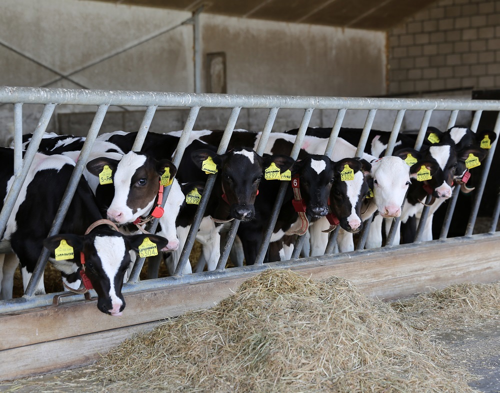 A healthy-looking group of calves, close to weaning