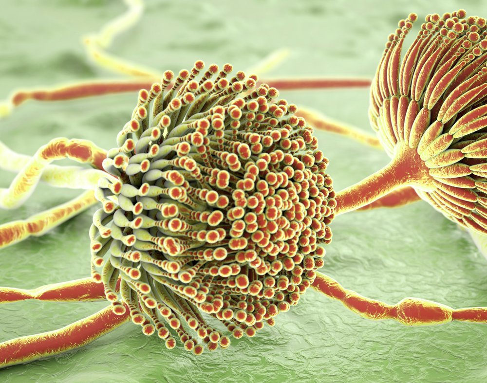 Managing mycotoxin risk in layers