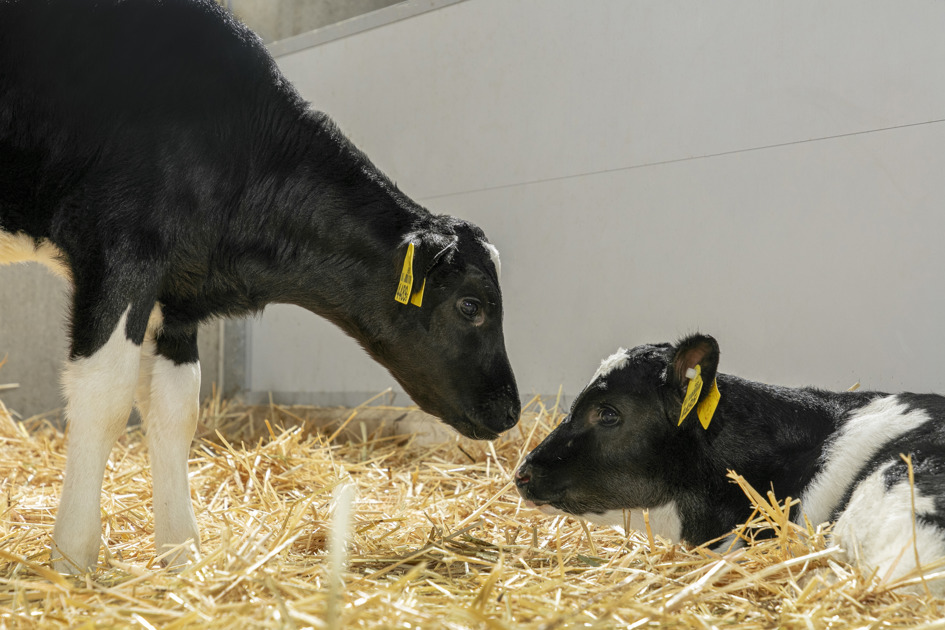 Pair housing of calves - Trouw Nutrition Scandinavia